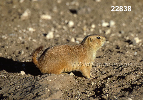 Cynomys ludovicianus, Black-tailed Prairie Dog